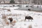 Wyoming, Jackson. Grand Teton NP, Three moose browse beside the Gros Ventre River as snow falls Art Print
